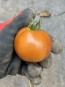 Dwarf Tomato 'Bundaberg Rumball' Seeds (Certified Organic)