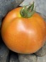 Dwarf Tomato 'Bundaberg Rumball' Seeds (Certified Organic)