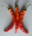 Hot Pepper ‘Jalapeno Chernobyl' Seeds (Certified Organic)