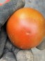 Dwarf Tomato 'Bundaberg Rumball' Seeds (Certified Organic)