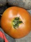 Dwarf Tomato 'Bundaberg Rumball' Seeds (Certified Organic)