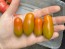 Tomato 'Sun Dipper F2' Seeds (Certified Organic)