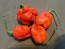 Hot Pepper 'Lemon Ghostly Jalapeno RED CROSS' Seeds (Certified Organic)