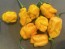 Hot Pepper ‘Trinidad Scorpion Orange’ Seeds (Certified Organic)