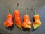 Hot Pepper ‘Sugar Rush Red’ Seeds (Certified Organic)