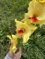 Gladiolus 'Jester' Cormels - Shipping 2025 Spring - Harvested on our Farm - USDA Certified Organic