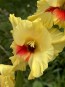 Gladiolus 'Jester' Cormels - Shipping 2025 Spring - Harvested on our Farm - USDA Certified Organic
