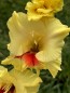 Gladiolus 'Jester' Cormels - Shipping 2025 Spring - Harvested on our Farm - USDA Certified Organic