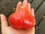 Tomato 'Pear Pink' Seeds (Certified Organic)