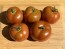 Dwarf Tomato 'Bundaberg Rumball' Seeds (Certified Organic)