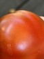 Dwarf Tomato 'Bundaberg Rumball' Seeds (Certified Organic)