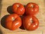 Tomato 'Livingston's Honor Bright' Seeds (Certified Organic)
