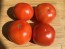 Tomato 'Livingston's Honor Bright' Seeds (Certified Organic)