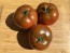 Dwarf Tomato 'Kangaroo Paw Brown' Seeds (Certified Organic)