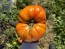 Tomato 'Beefmaster F2' Seeds (Certified Organic)