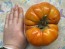 Tomato 'Beefmaster F2' Seeds (Certified Organic)