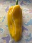 Sweet Pepper 'Yellow Bull's Horn' AKA 'Corno di Toro Giallo' Pepper Seeds