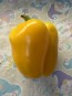 Bell Pepper 'Golden California Wonder' Seeds (Certified Organic) 