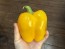 Bell Pepper 'Golden California Wonder' Seeds (Certified Organic) 