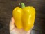 Bell Pepper 'Golden California Wonder' Seeds (Certified Organic) 