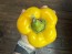 Bell Pepper 'Golden California Wonder' Seeds (Certified Organic) 