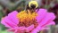 Zinnia 'Purple Prince' Seeds (Certified Organic)