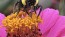 Zinnia 'Purple Prince' Seeds (Certified Organic)