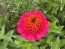Zinnia 'Candy Mix' Seeds (Certified Organic)