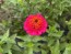 Zinnia 'Candy Mix' Seeds (Certified Organic)