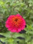 Zinnia 'Candy Mix' Seeds (Certified Organic)