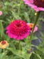 Zinnia 'Candy Mix' Seeds (Certified Organic)