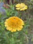 Zinnia 'Candy Mix' Seeds (Certified Organic)