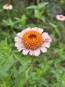 Zinnia 'Candy Mix' Seeds (Certified Organic)