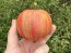 Tomato 'Pink Furry Boar' Seeds (Certified Organic)
