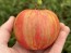 Tomato 'Pink Furry Boar' Seeds (Certified Organic)