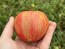 Tomato 'Pink Furry Boar' Seeds (Certified Organic)