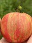 Tomato 'Pink Furry Boar' Seeds (Certified Organic)