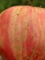 Tomato 'Pink Furry Boar' Seeds (Certified Organic)