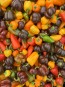 Sweet Pepper ‘Mini Chocolate Bell’ Seeds (Certified Organic)