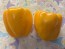 Bell Pepper 'Golden California Wonder' Seeds (Certified Organic) 