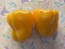 Bell Pepper 'Golden California Wonder' Seeds (Certified Organic) 