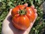Tomato 'Striped Cavern' Seeds (Certified Organic)