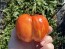 Tomato 'Striped Cavern' Seeds (Certified Organic)