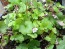 Ivy-Leaved Toadflax Seeds (Certified Organic)