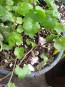 Ivy-Leaved Toadflax Seeds (Certified Organic)