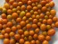Tomato 'Mini Orange Oval TR' Seeds (Certified Organic)