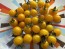 Tomato 'Burgess Lemon' Seeds (Certified Organic)
