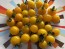 Tomato 'Burgess Lemon' Seeds (Certified Organic)