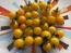 Tomato 'Burgess Lemon' Seeds (Certified Organic)