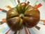 Tomato 'Pierce's Pride' Seeds (Certified Organic)